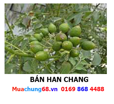 HAN CHANG